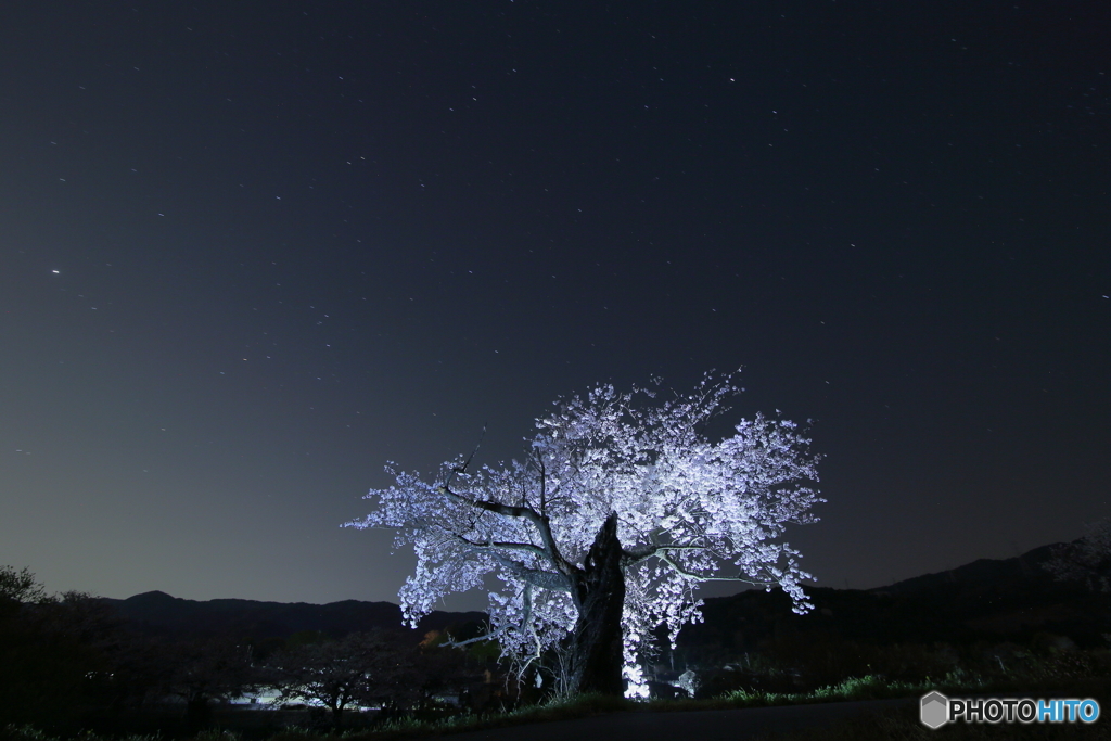 マイ桜・夜景