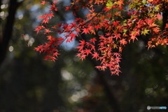 霞間ヶ渓（カマガタニ）の紅葉