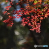 霞間ヶ渓（カマガタニ）の紅葉