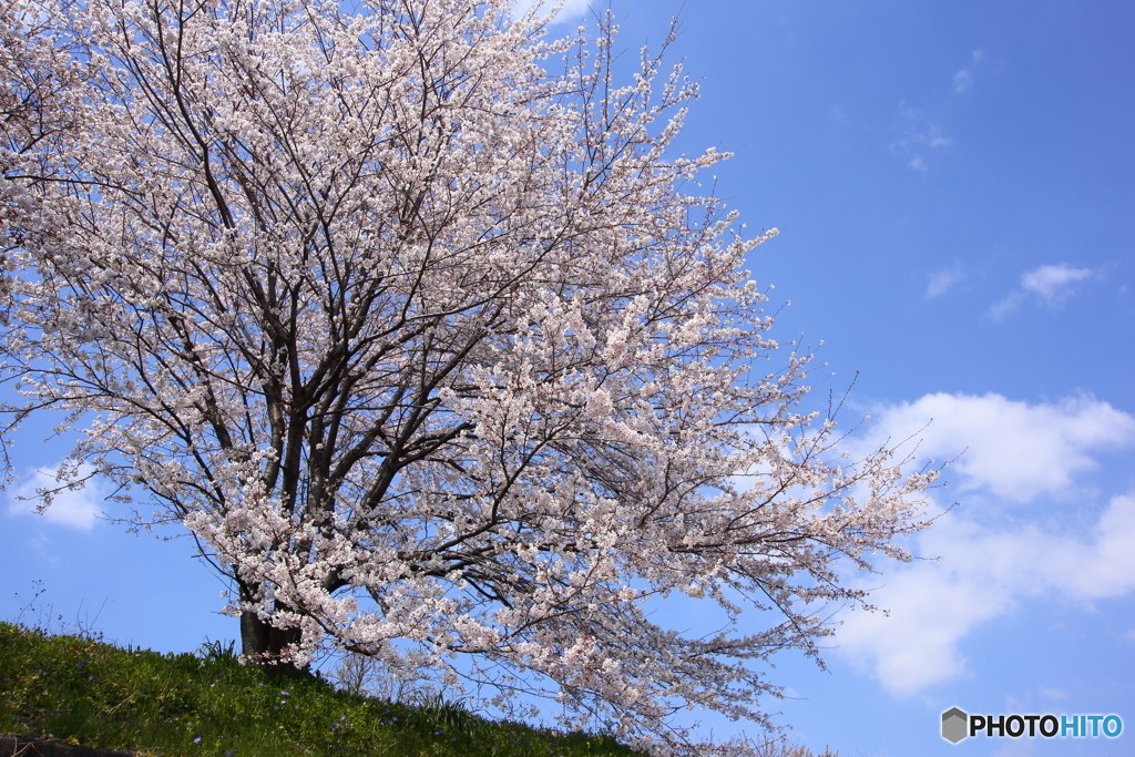 桜はやっぱ青空！！