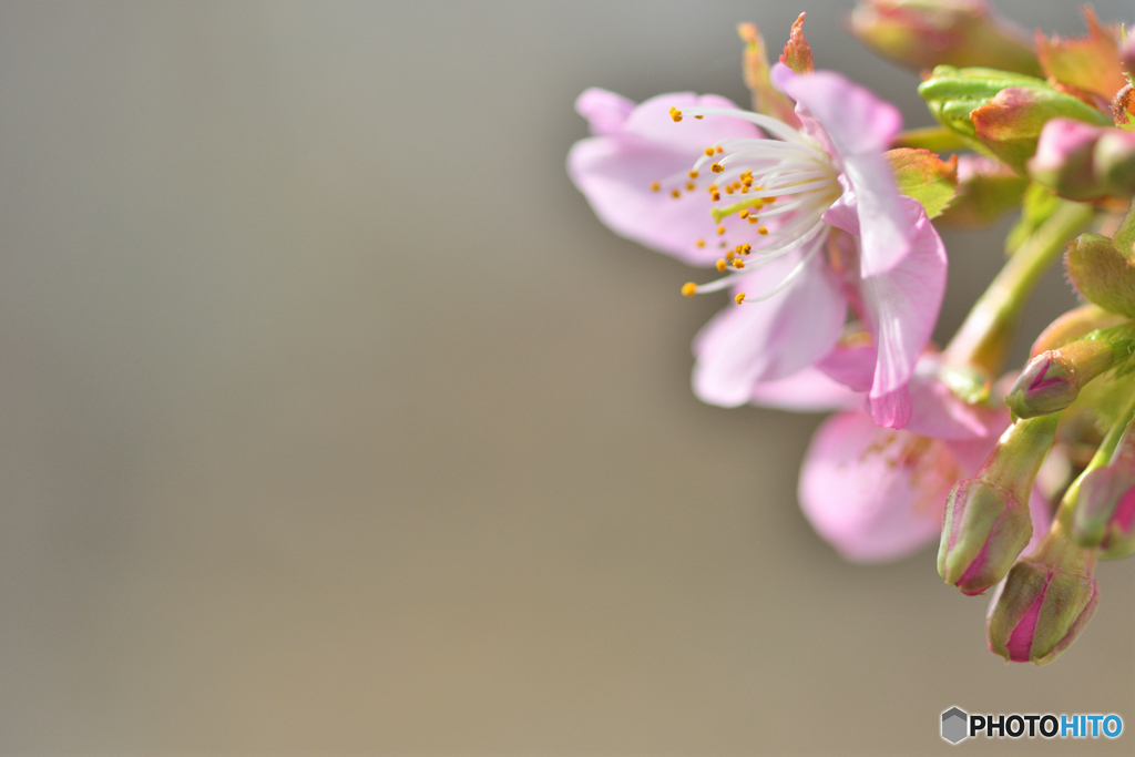 河津桜、数輪の開花