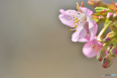 河津桜、数輪の開花