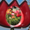 チューリップ祭りにようこそ