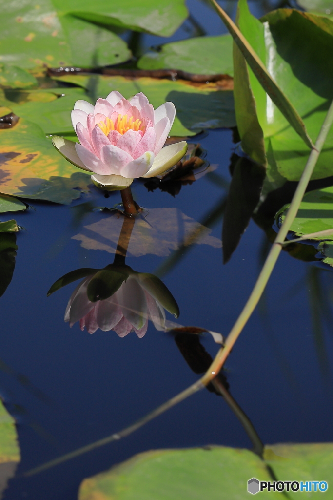 静花