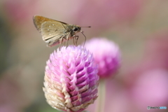 セセリンと花