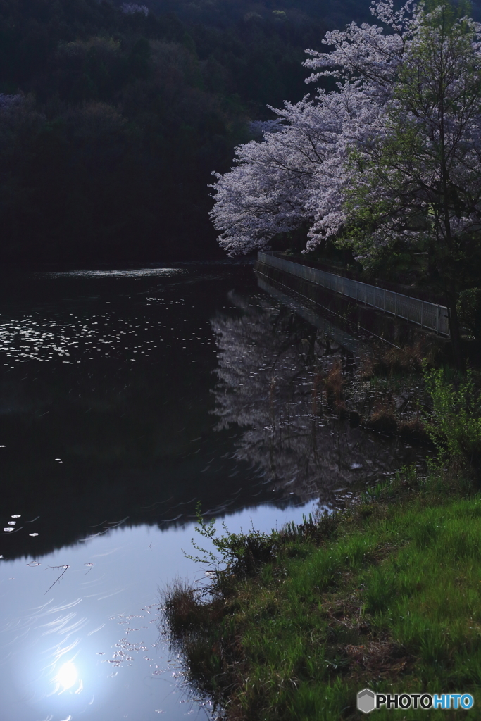 月光に照らされた桜