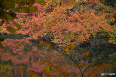 秋が華やぐ