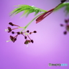 もみじ花