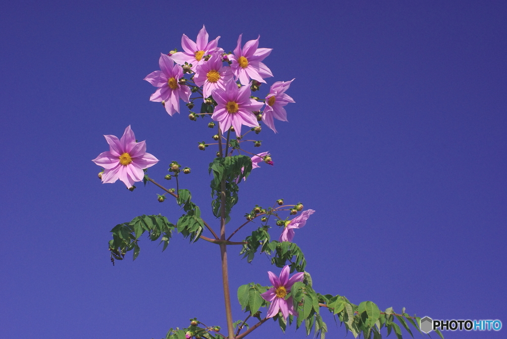 天高く皇帝ダリア
