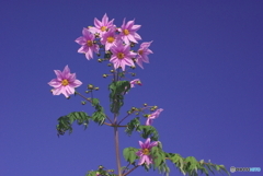 天高く皇帝ダリア