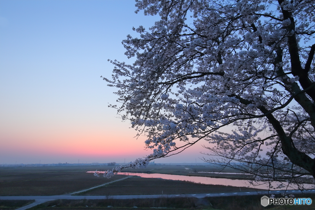 桜定点、夜明け前