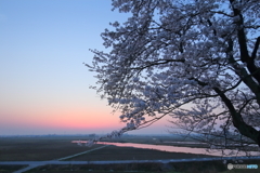 桜定点、夜明け前