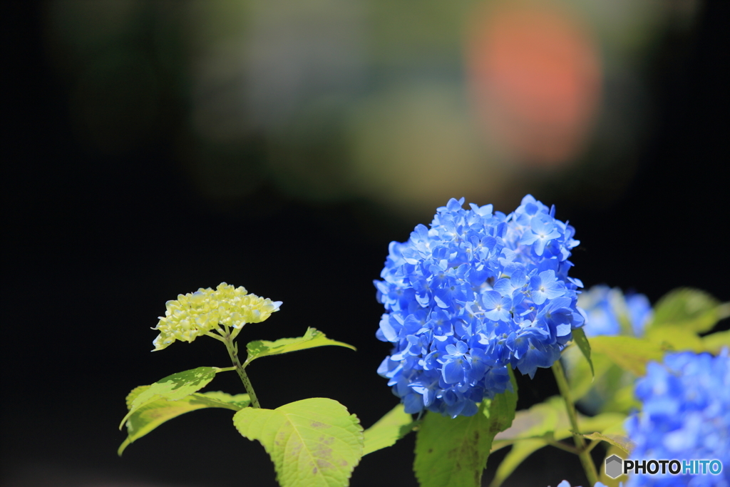 紫陽花ブルー