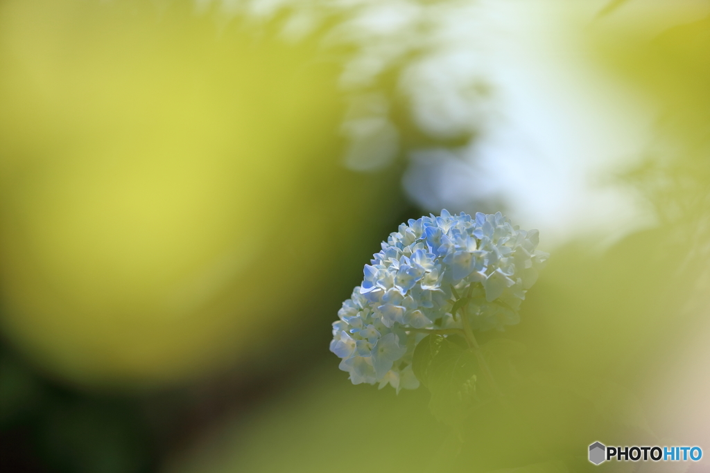 紫陽花と大ボケ