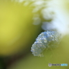 紫陽花と大ボケ