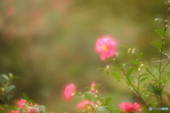 恥じらいの山茶花