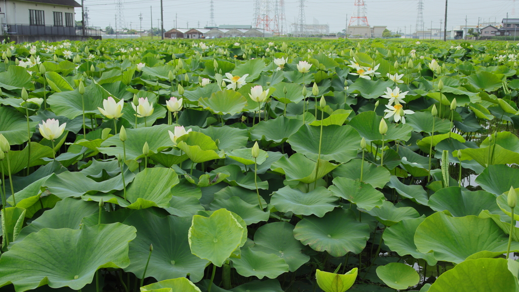 蓮花開花レポート