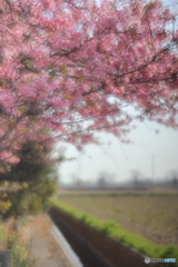 霞む河津桜