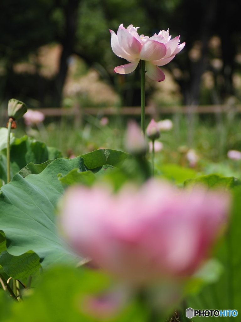 庄内緑地公園の蓮