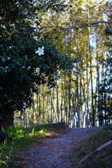 花のある坂道