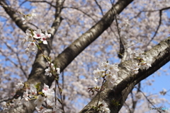 レンズ？失念しました