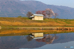 さくらのある風景