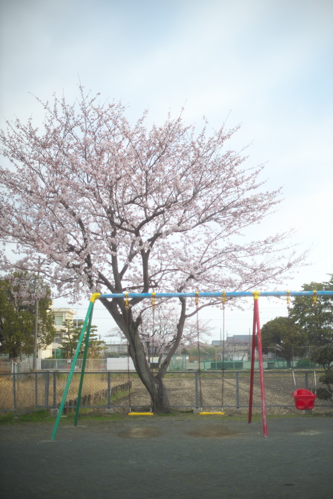 小公園の朝桜