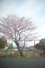 小公園の朝桜