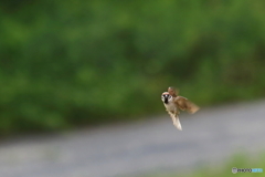 お蔵から飛び出したスズメ