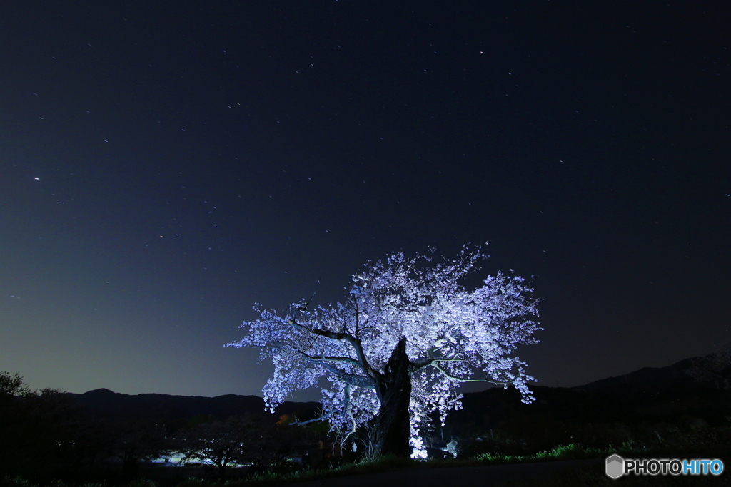 夜桜