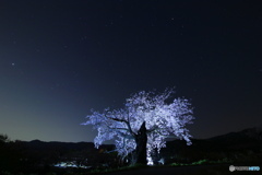 夜桜