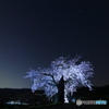 夜桜