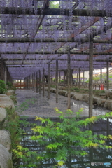 藤の咲き具合は中学生