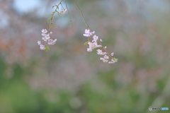 桜百景