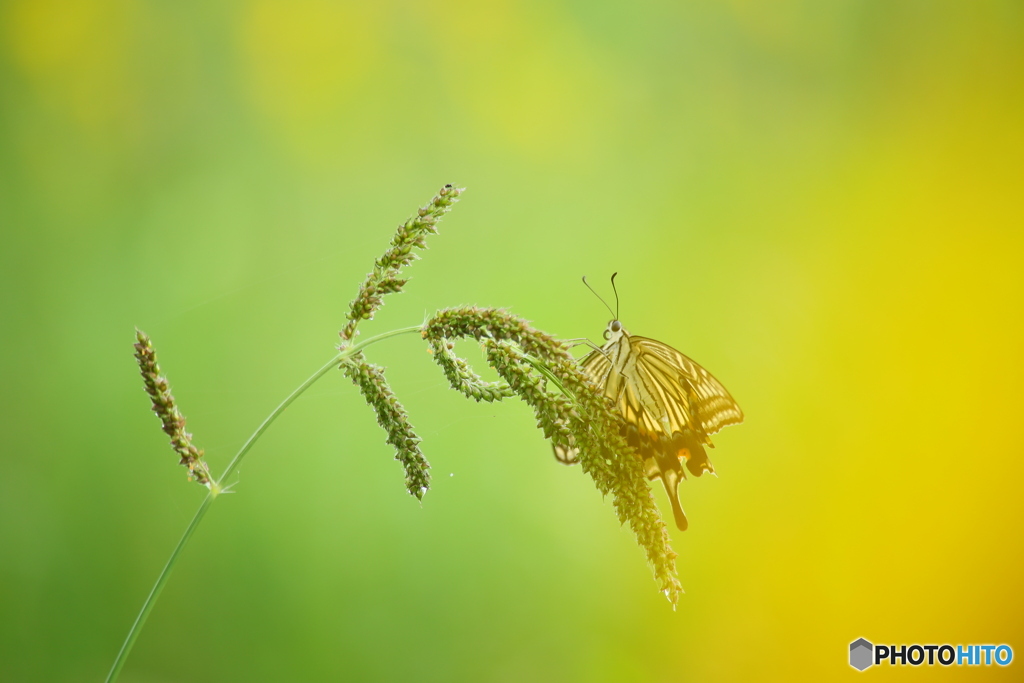 カラフルワールド