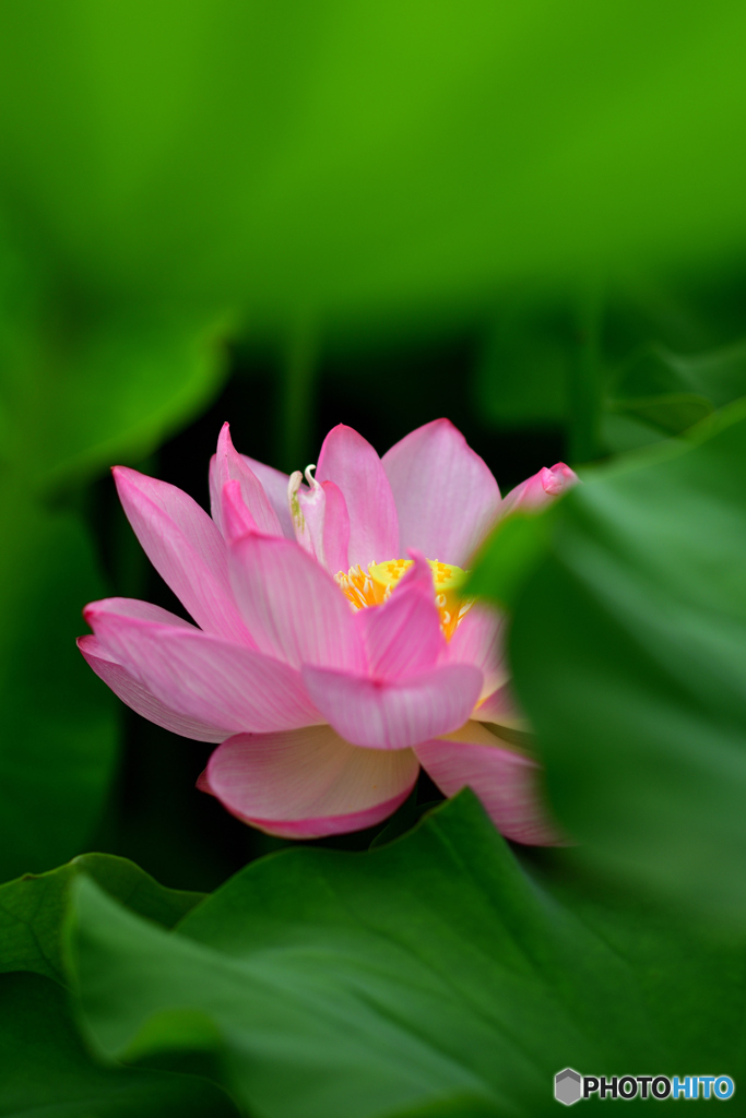見つけた蓮花