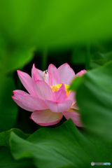 見つけた蓮花