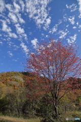 山の桜葉は赤い