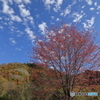 山の桜葉は赤い