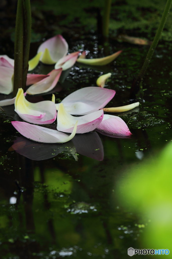 花の港