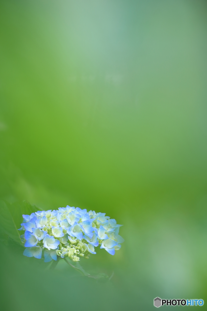 お初の紫陽花