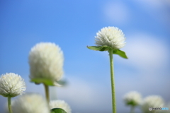 青空に映える白い花