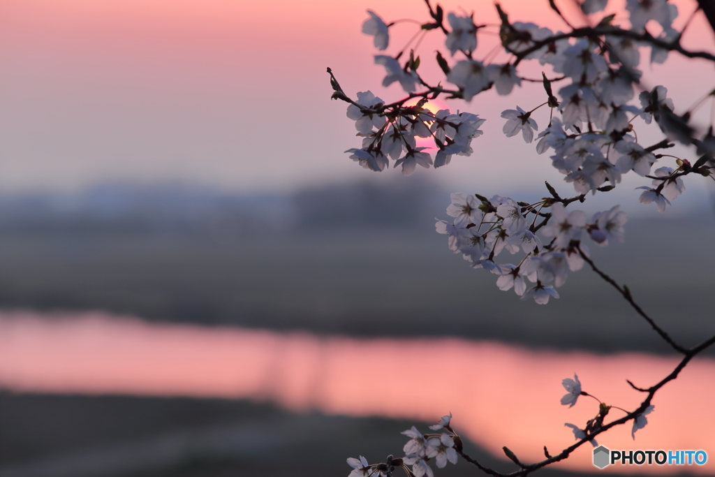 桜百景