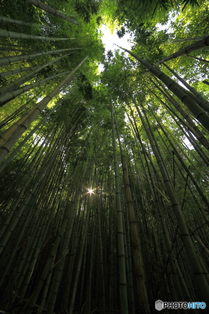 竹林にて