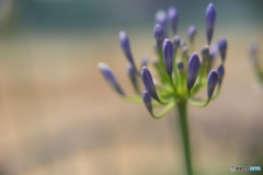 雨待ちの花