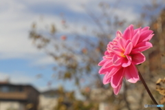 艶やかな花