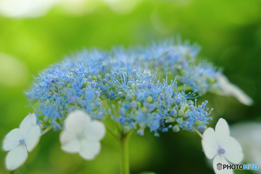 そろそろの紫陽花
