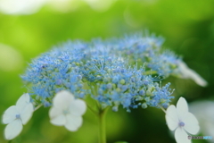 そろそろの紫陽花