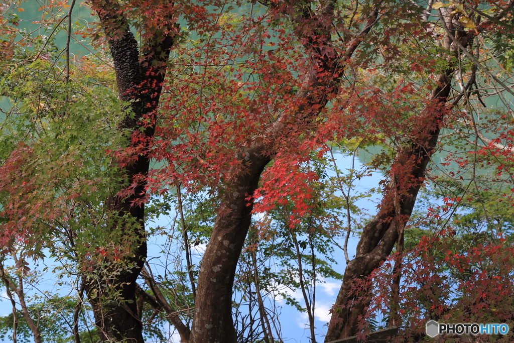 揖斐峡の部分紅葉