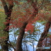 揖斐峡の部分紅葉